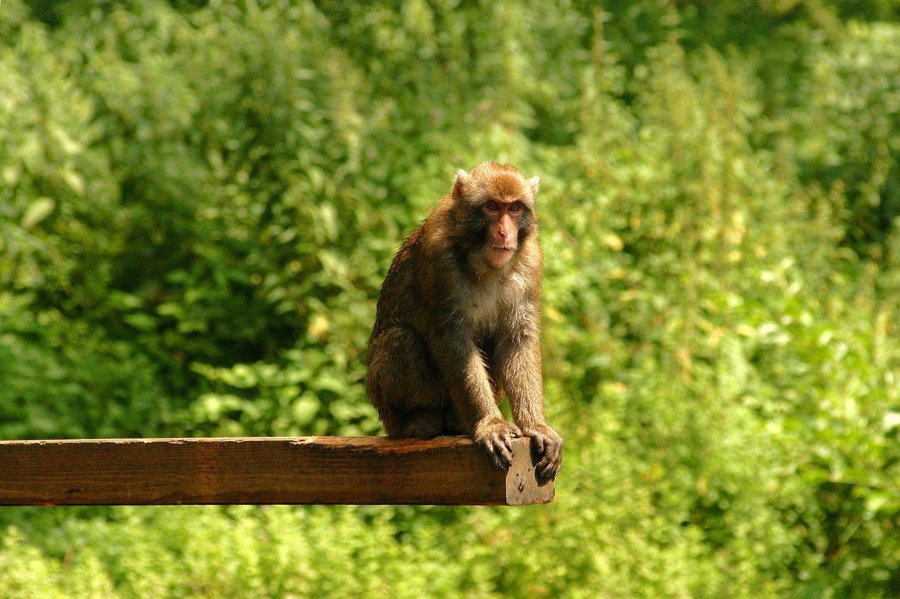 japanmakake monkey makake free photo