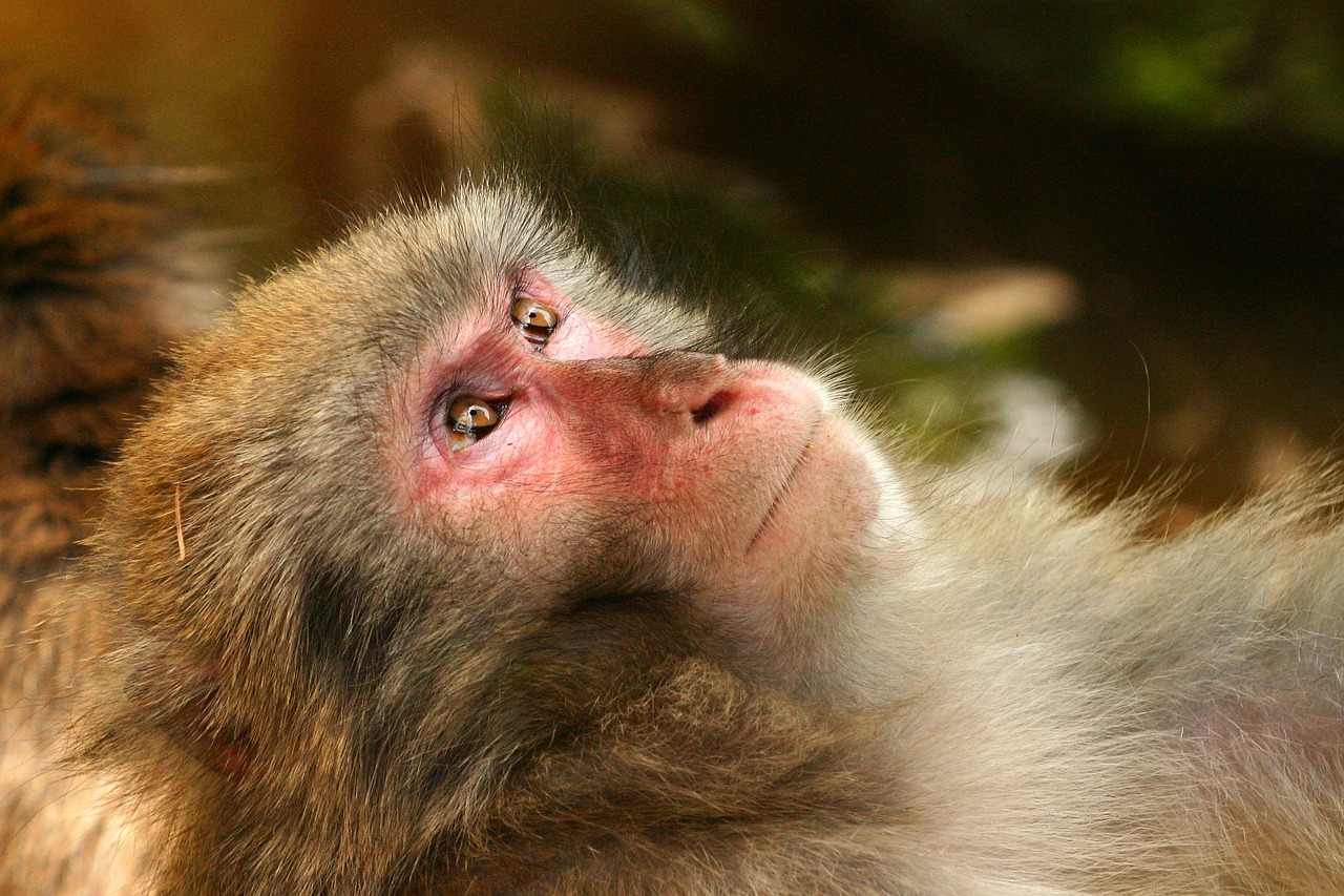 japanmakake monkey makake free photo