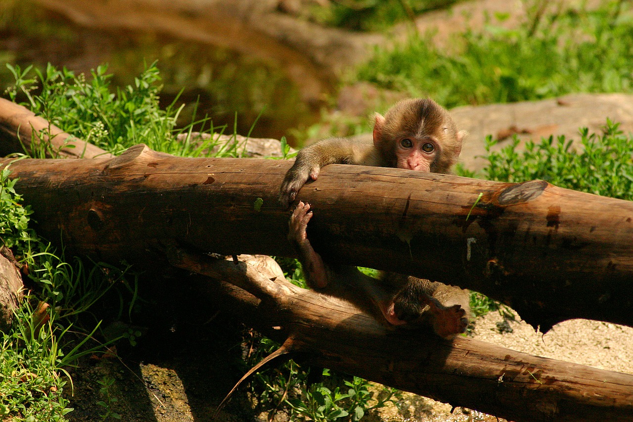 japanmakake baby monkey makake free photo