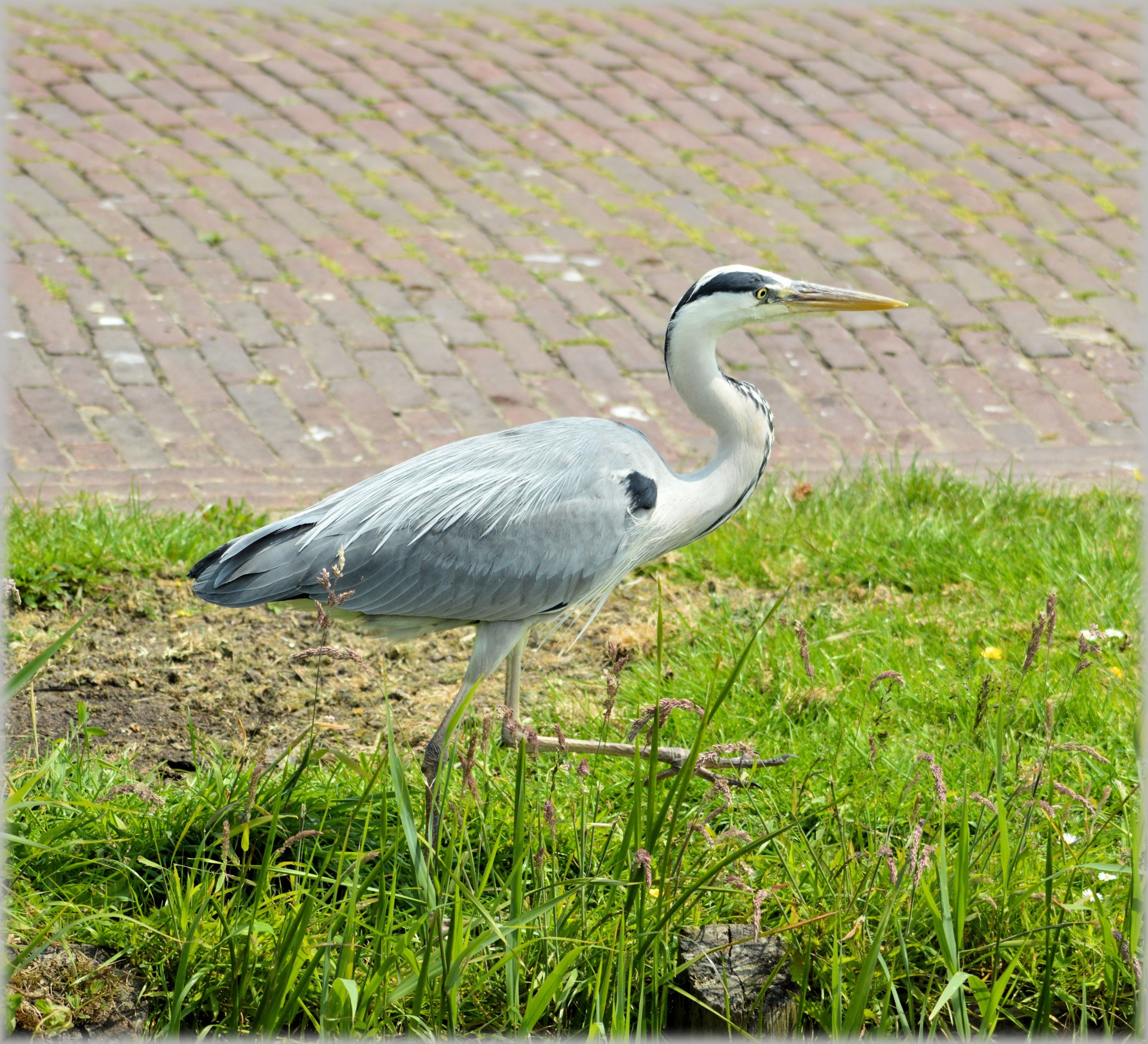 heron water waterfront free photo