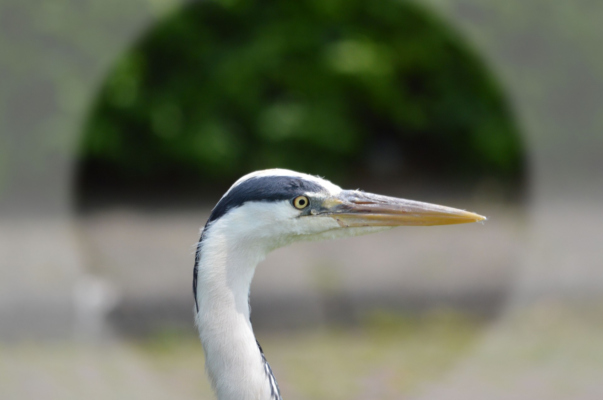 heron water waterfront free photo