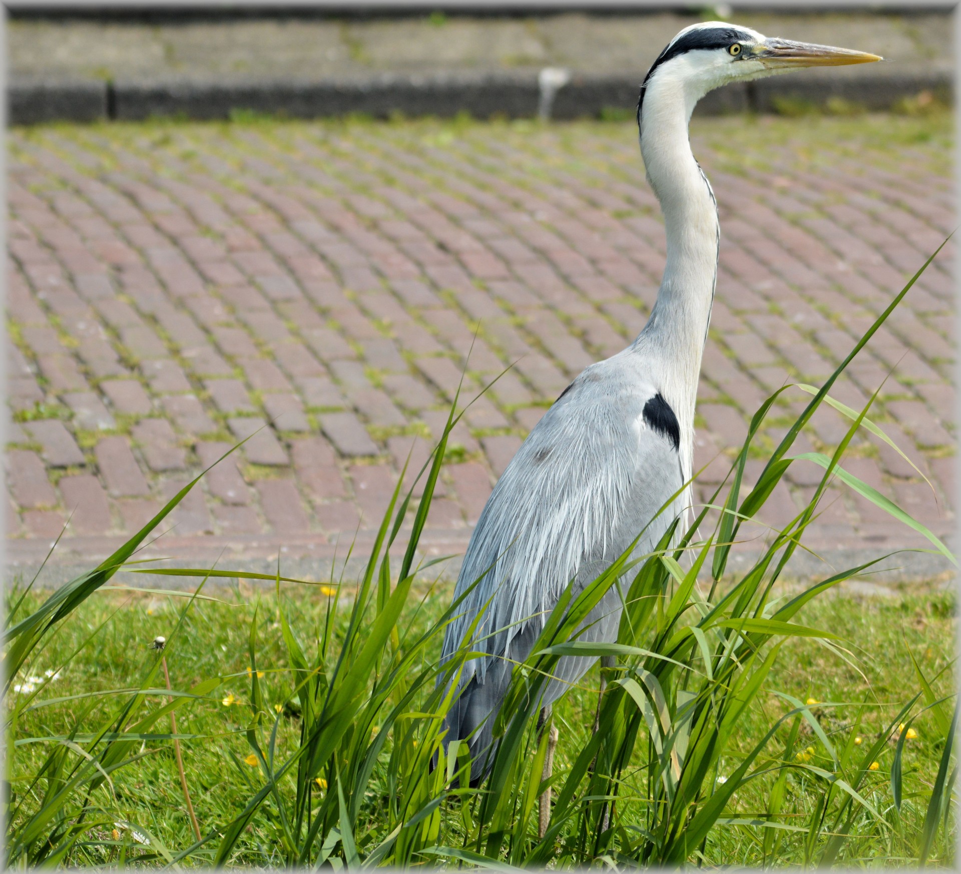 heron water waterfront free photo