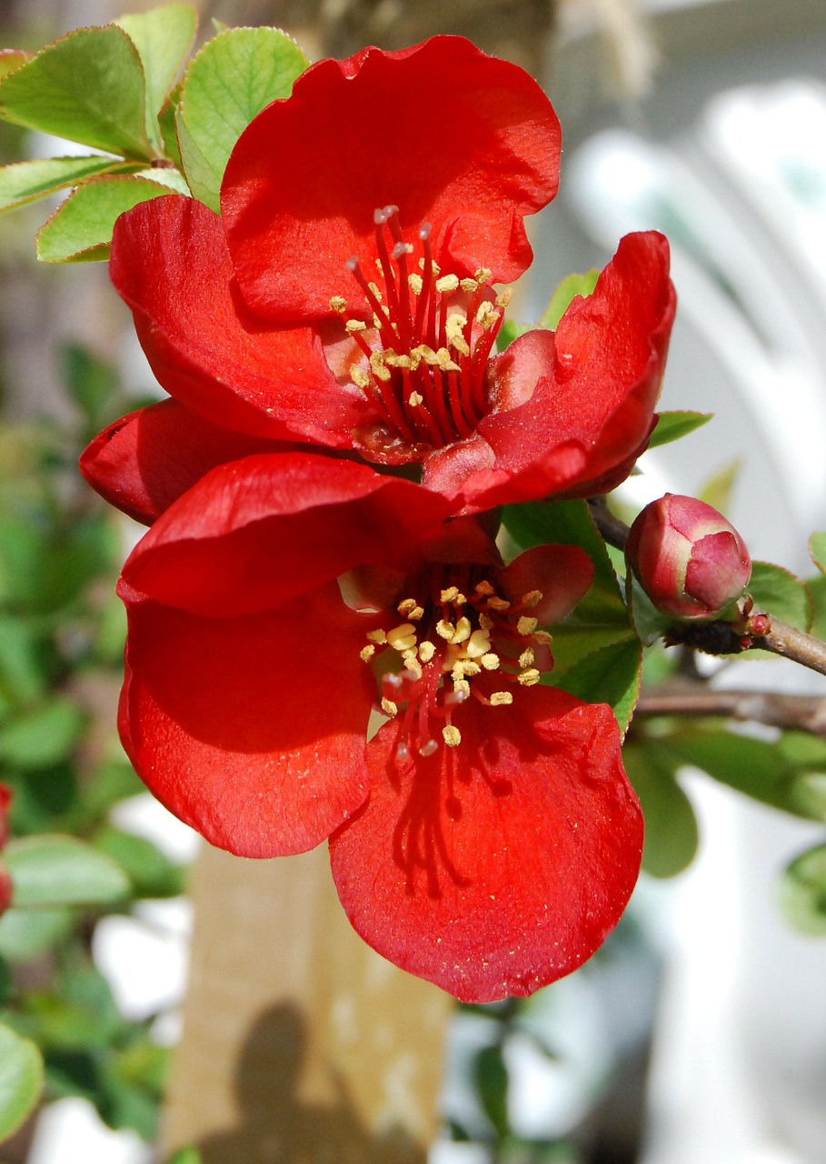 japonica japanese quince spring free photo