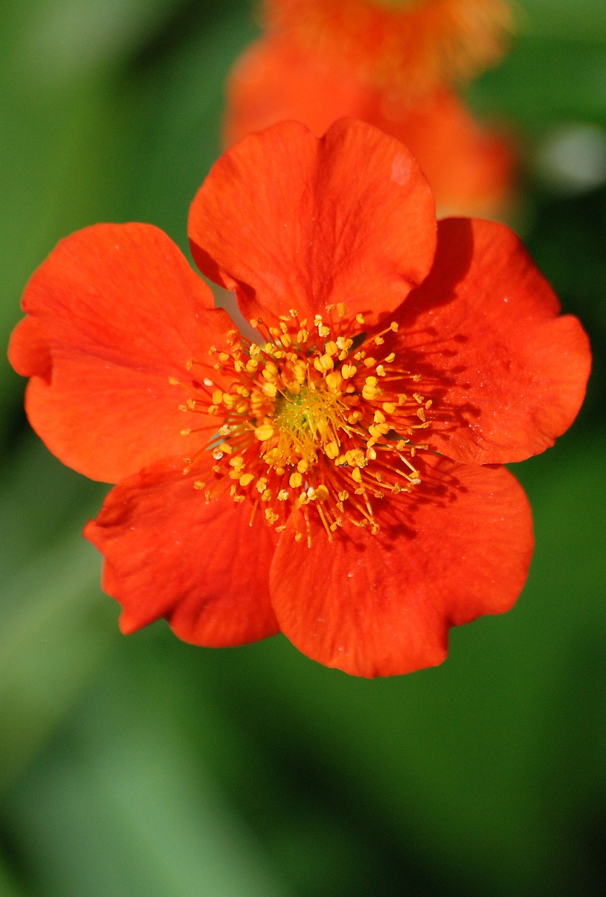 japonica red flower free photo