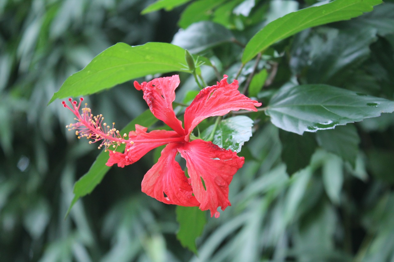 jarabacoa  flower  christ free photo