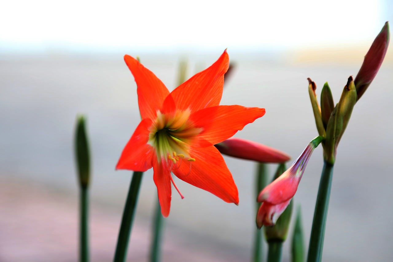 jarajorechi  flower  red free photo