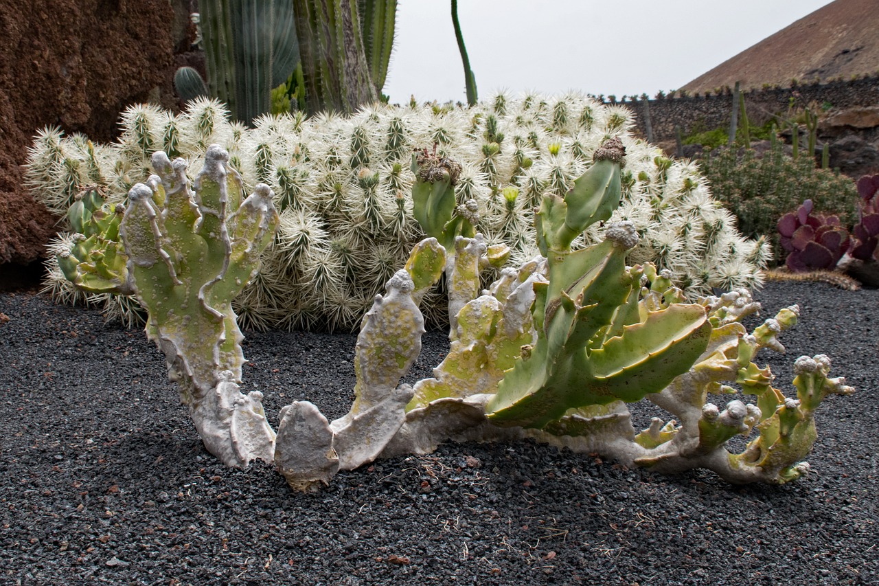 jardin de cactus cactus lanzarote free photo