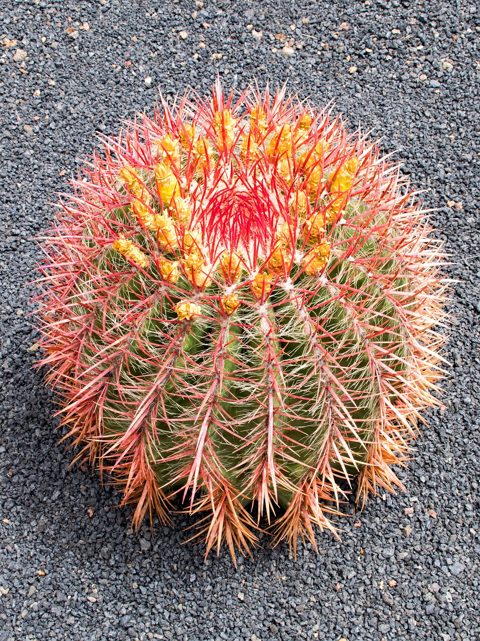 jardin de cactus cactus lanzarote free photo