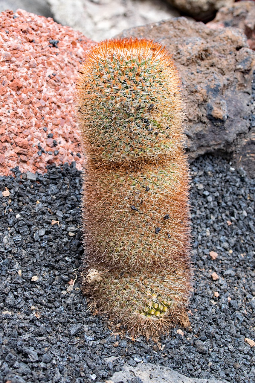 jardin de cactus cactus lanzarote free photo