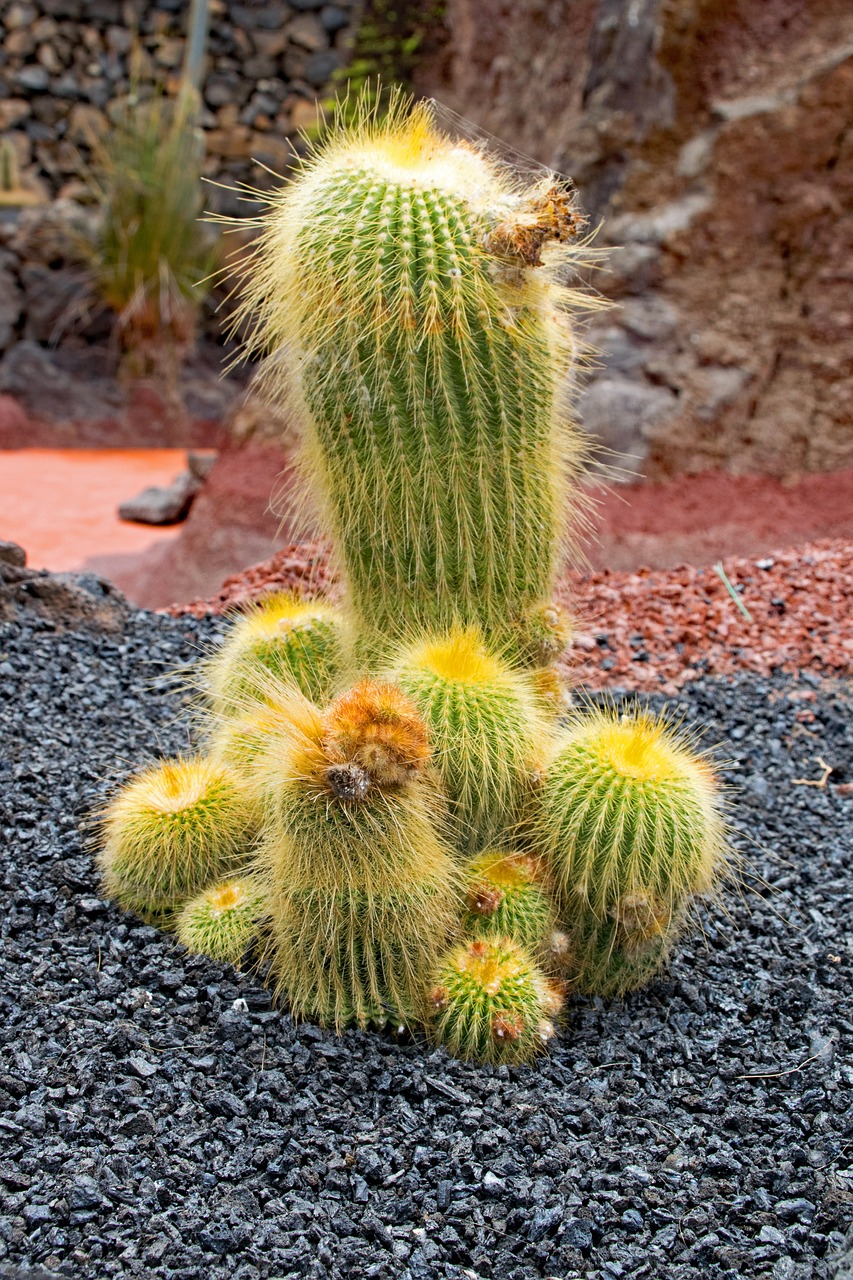 jardin de cactus cactus lanzarote free photo
