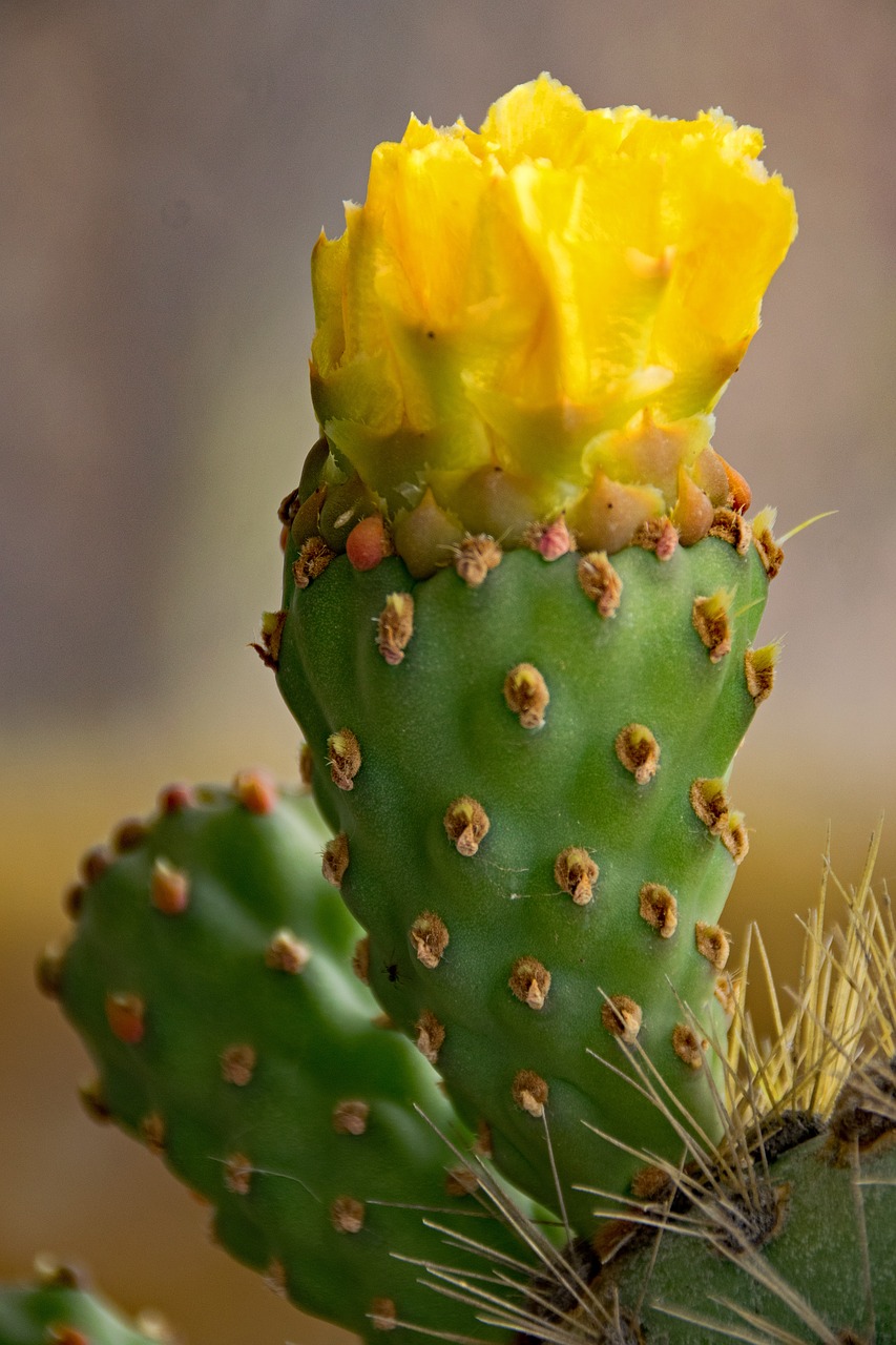 jardin de cactus cactus lanzarote free photo