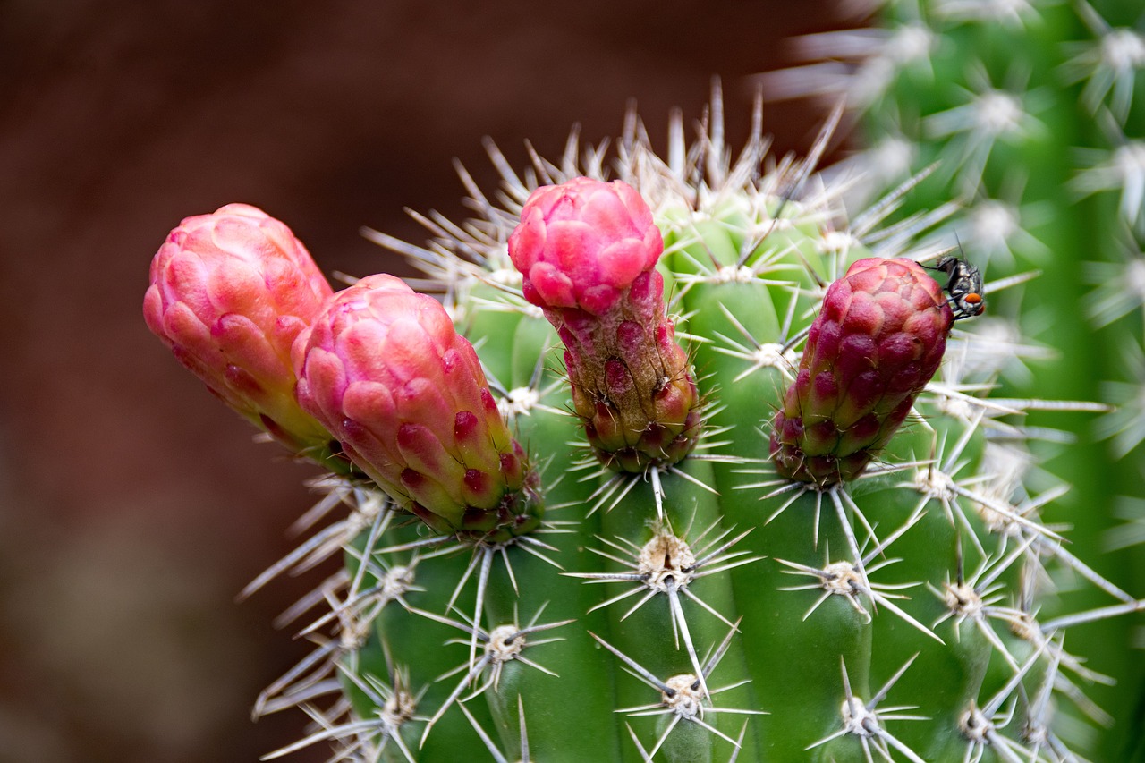 jardin de cactus cactus lanzarote free photo