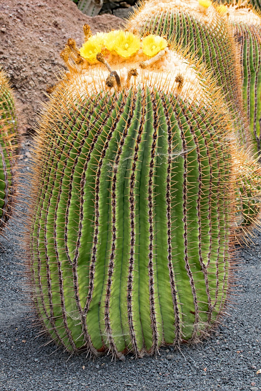 jardin de cactus cactus lanzarote free photo