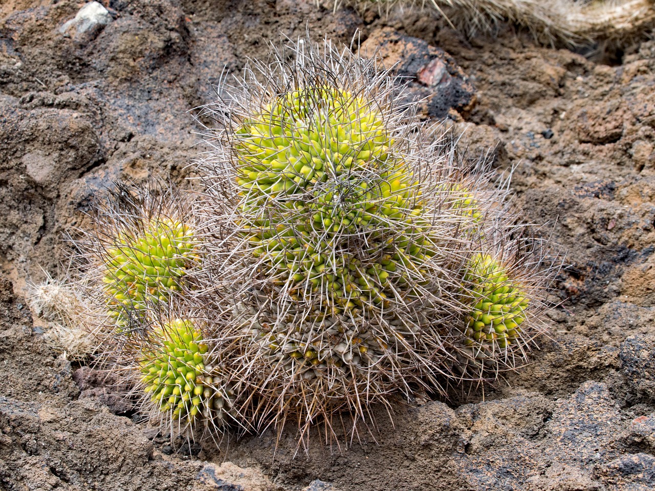 jardin de cactus cactus lanzarote free photo