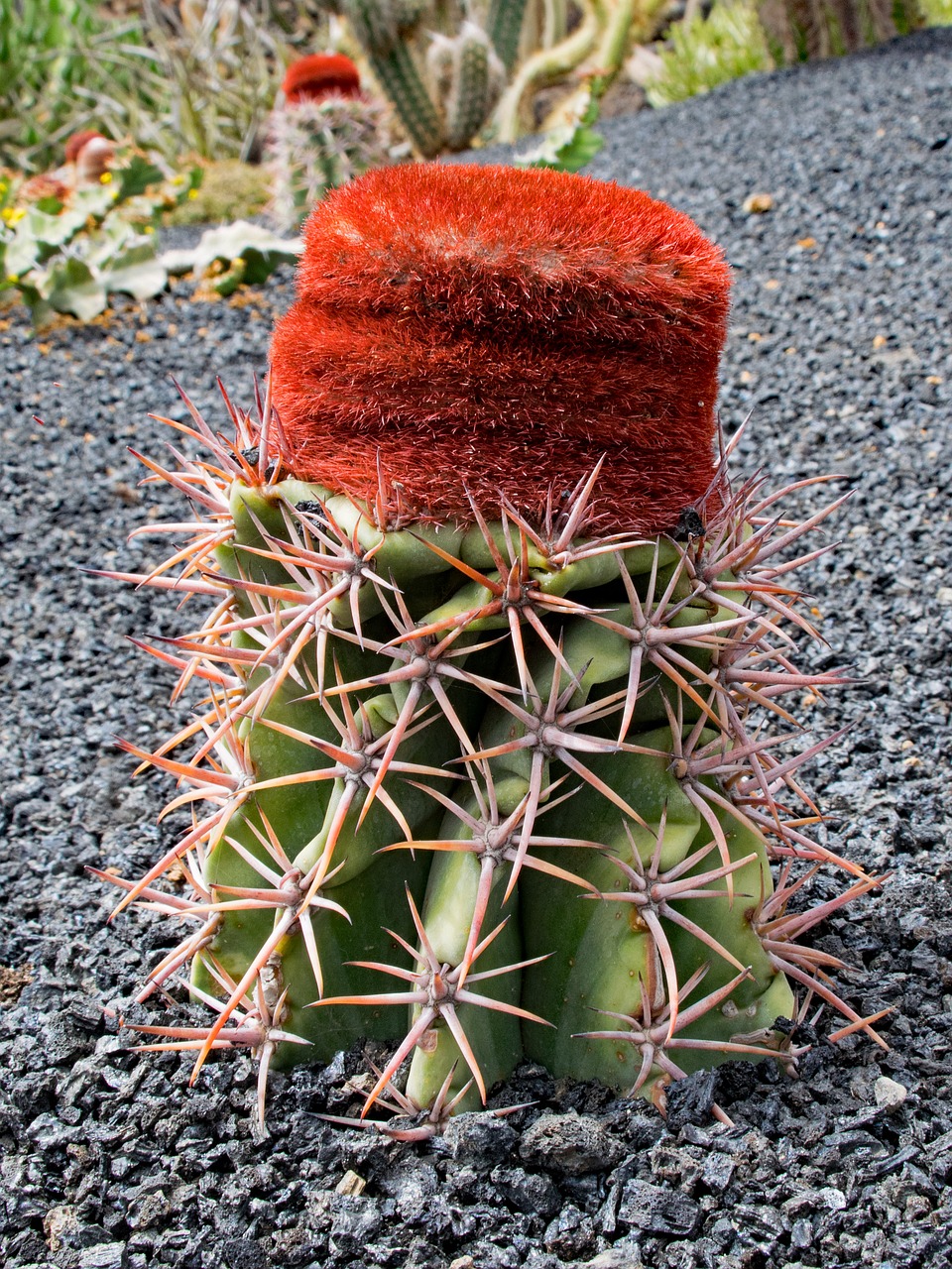 jardin de cactus cactus lanzarote free photo