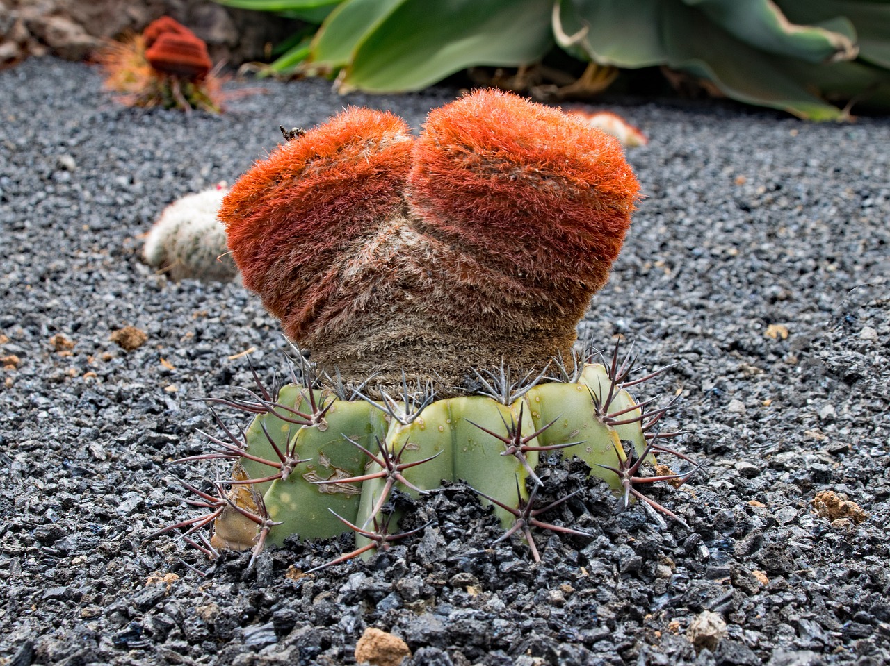 jardin de cactus cactus lanzarote free photo