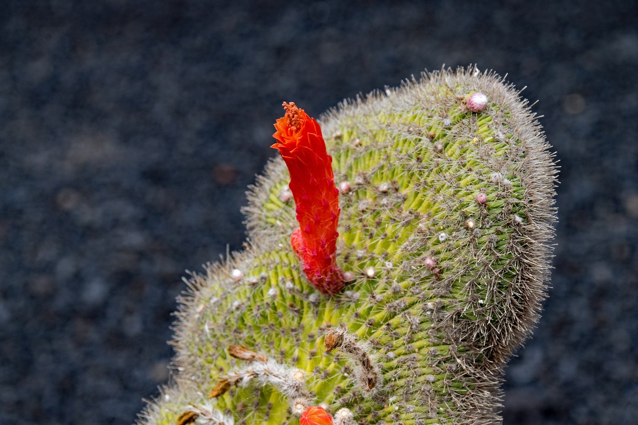 jardin de cactus cactus lanzarote free photo