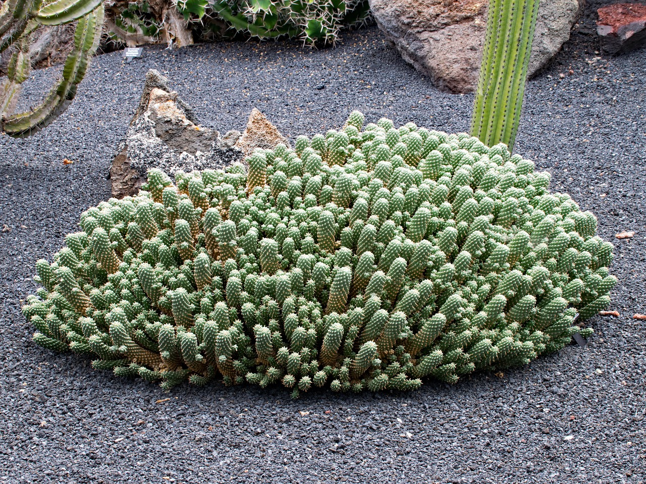 jardin de cactus cactus lanzarote free photo