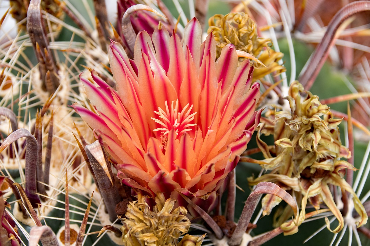 jardin de cactus cactus blossom free photo