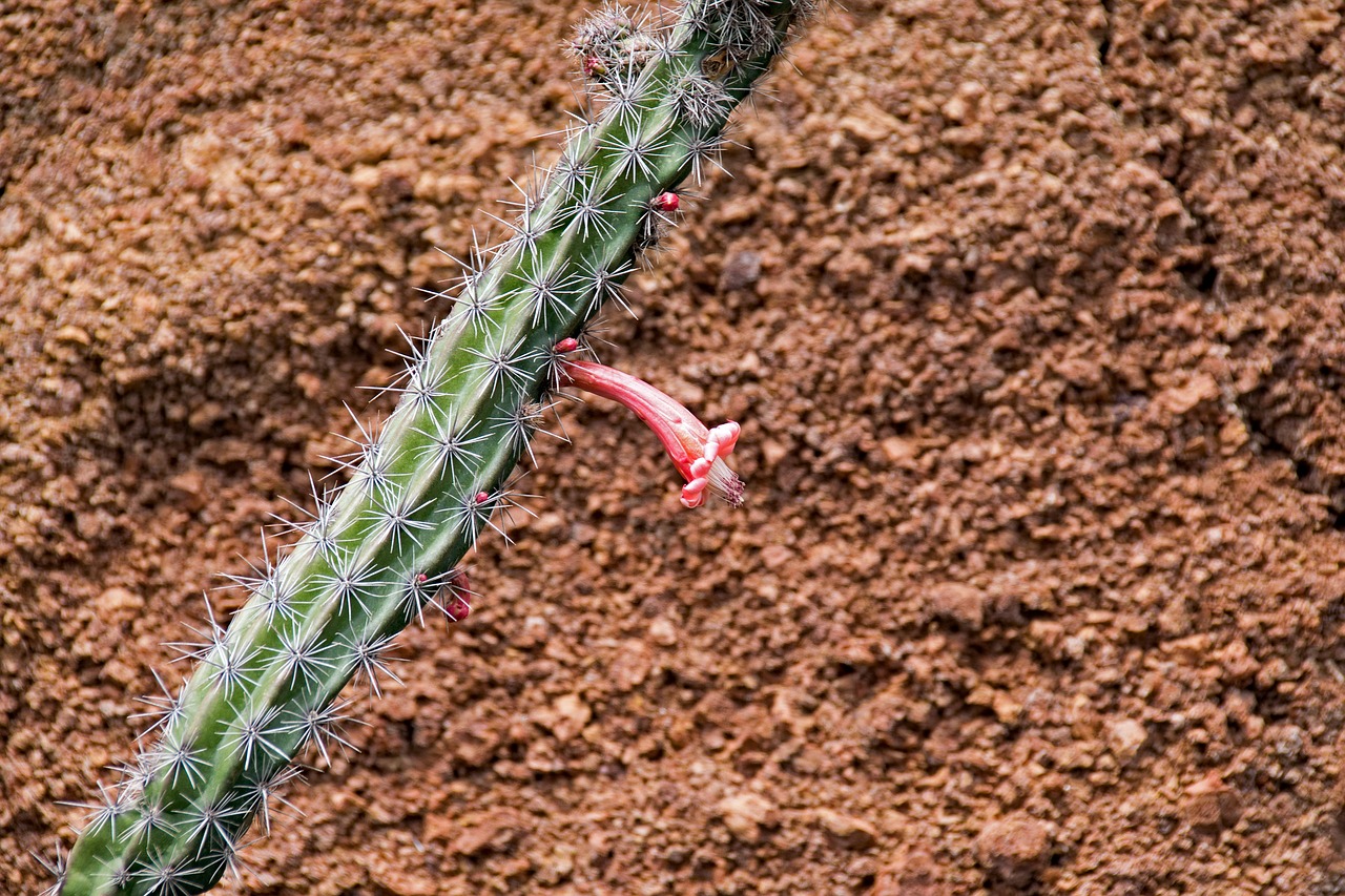 jardin de cactus cactus lanzarote free photo