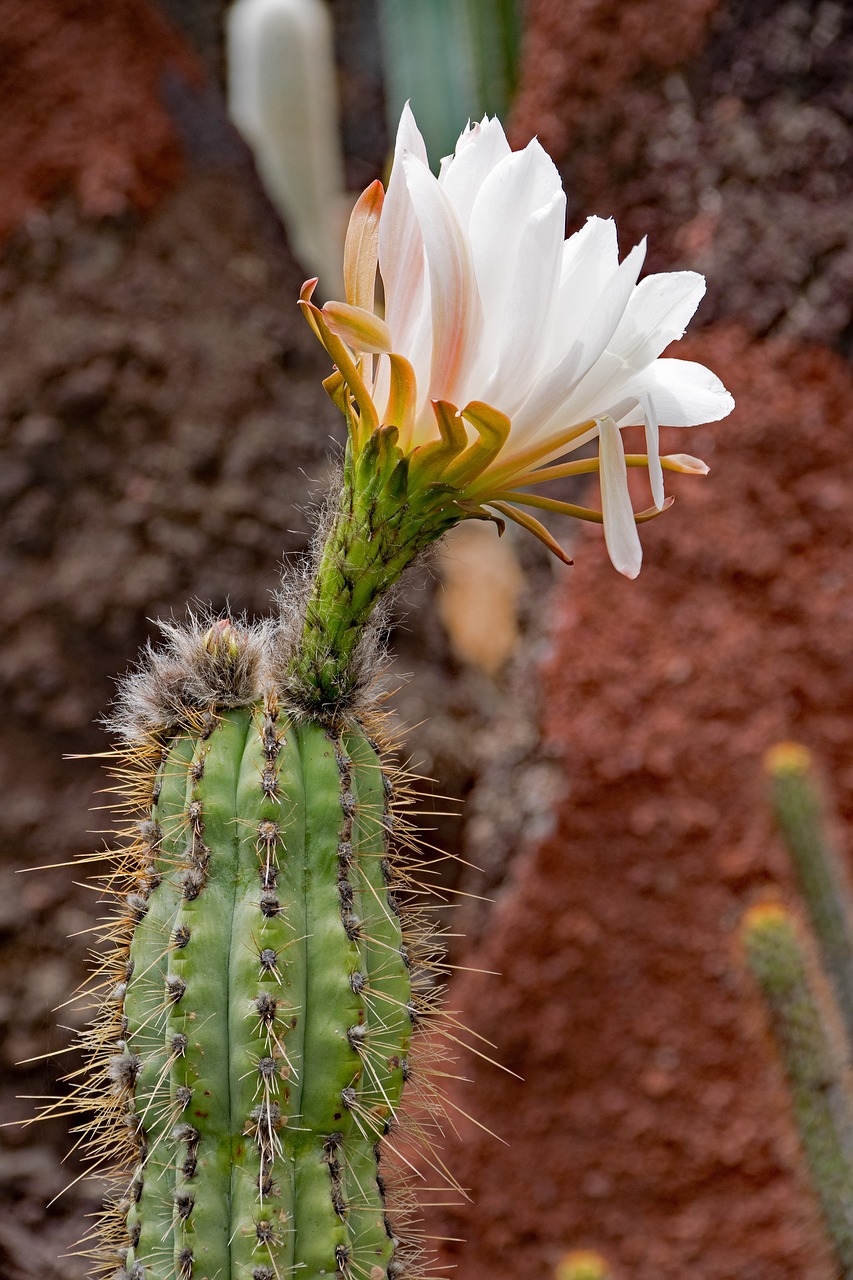 jardin de cactus cactus lanzarote free photo