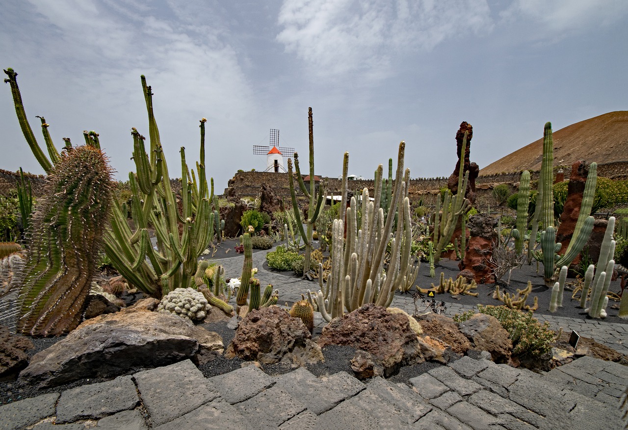 jardin de cactus cactus lanzarote free photo