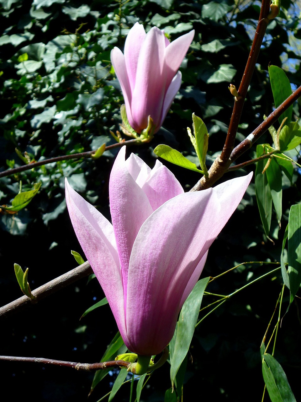 jardin des plantes magnolia purple free photo