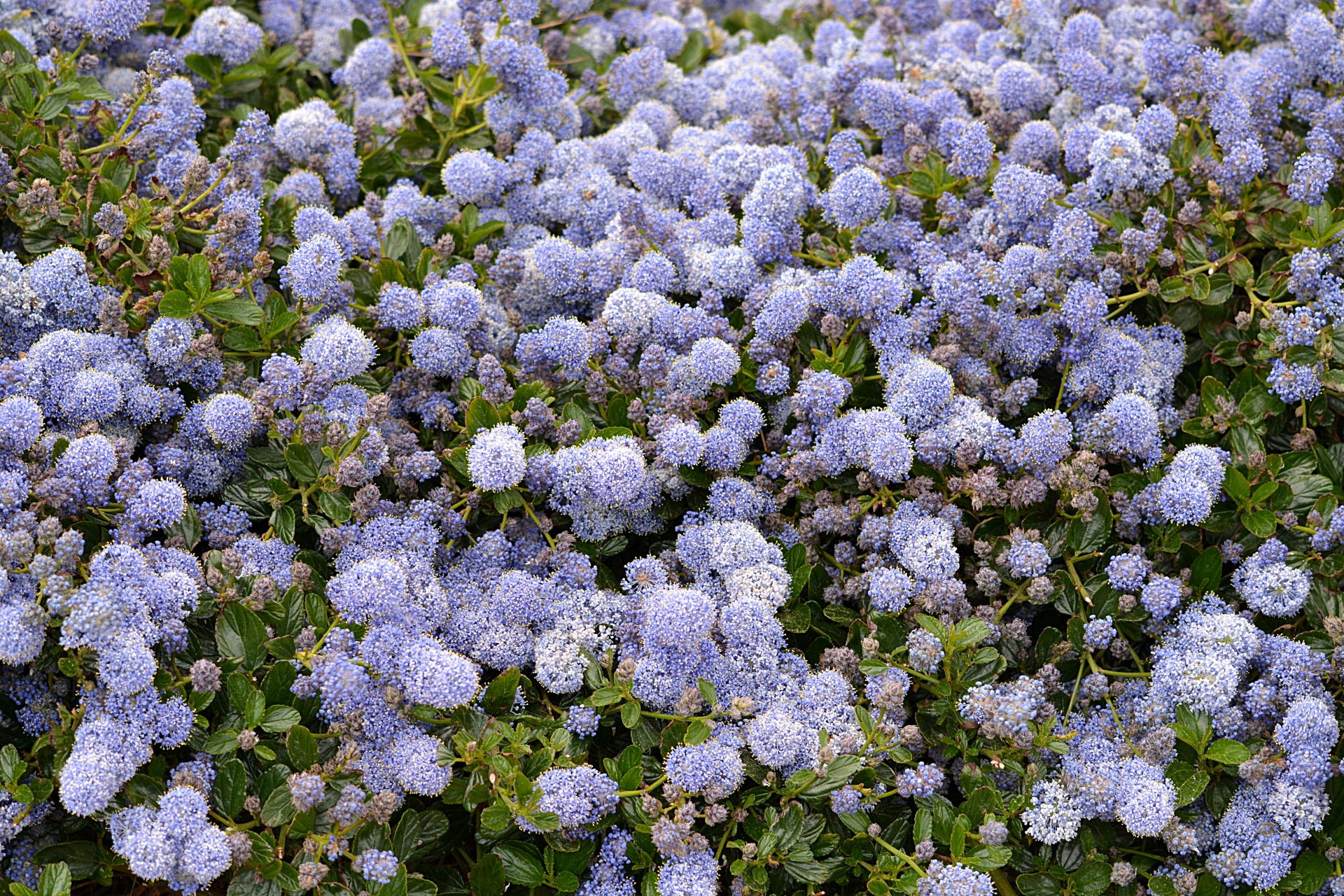 flowers flora white free photo