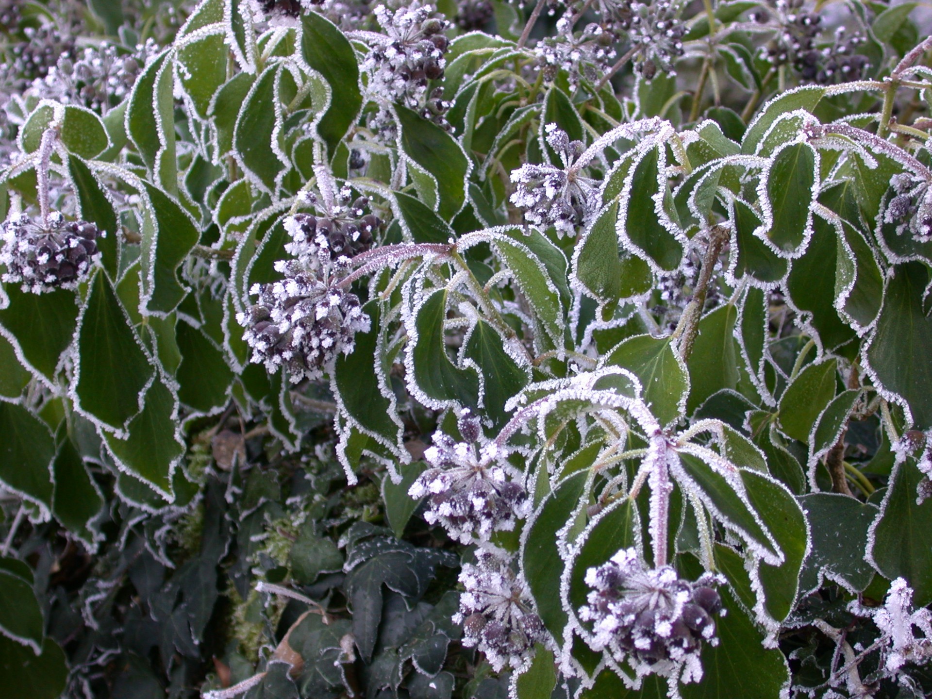 frost shrubs winter free photo