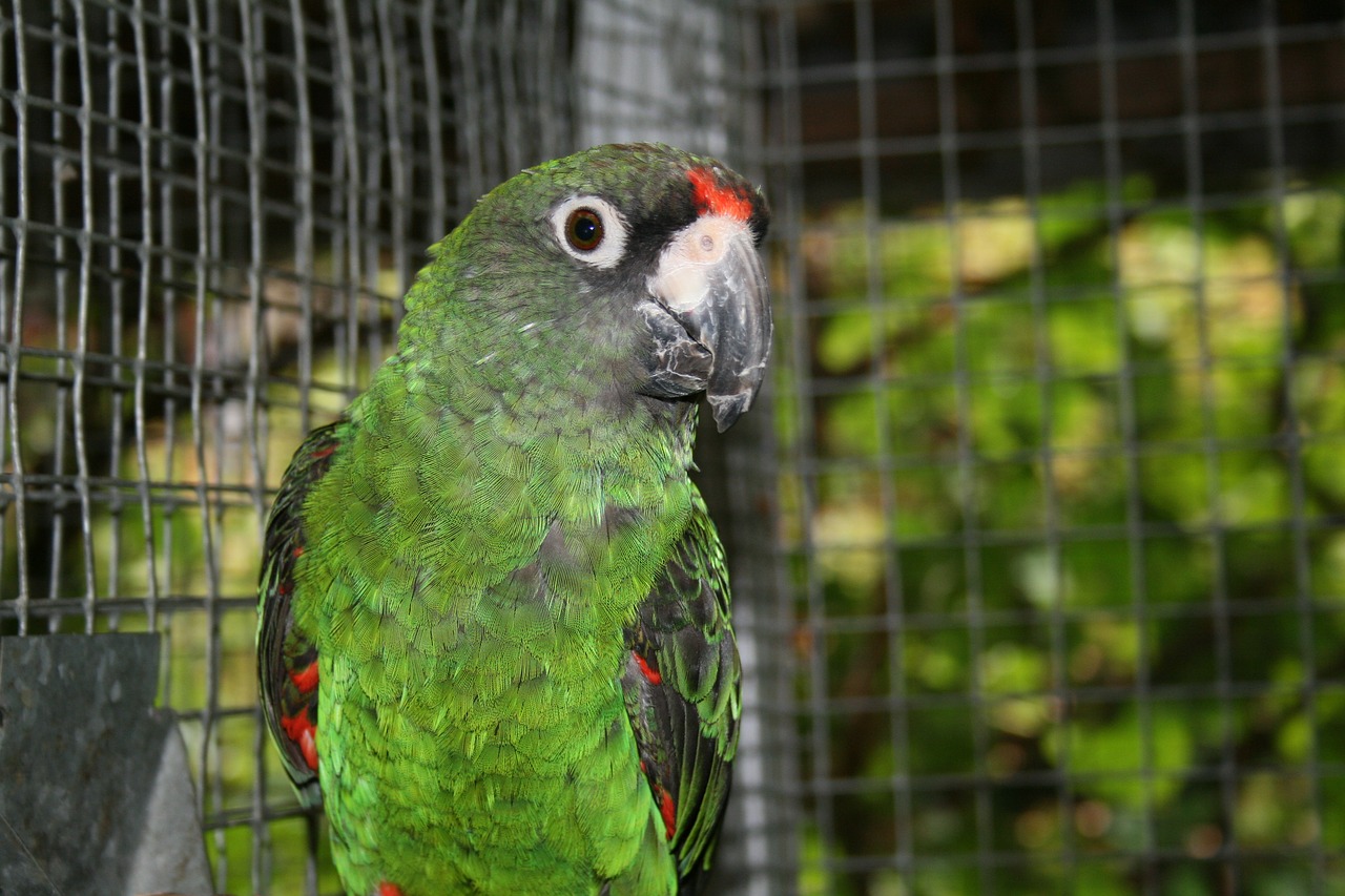 jardine's parrot  bird  parrot free photo