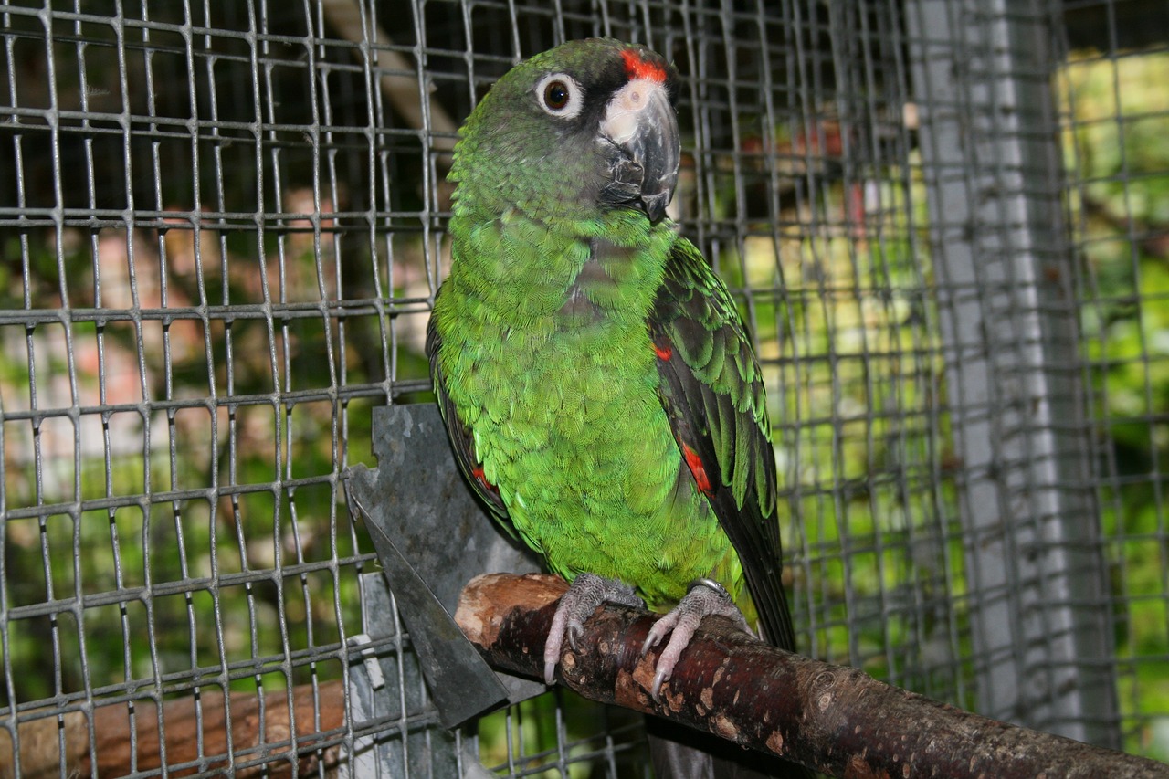 jardine's parrot  bird  parrot free photo