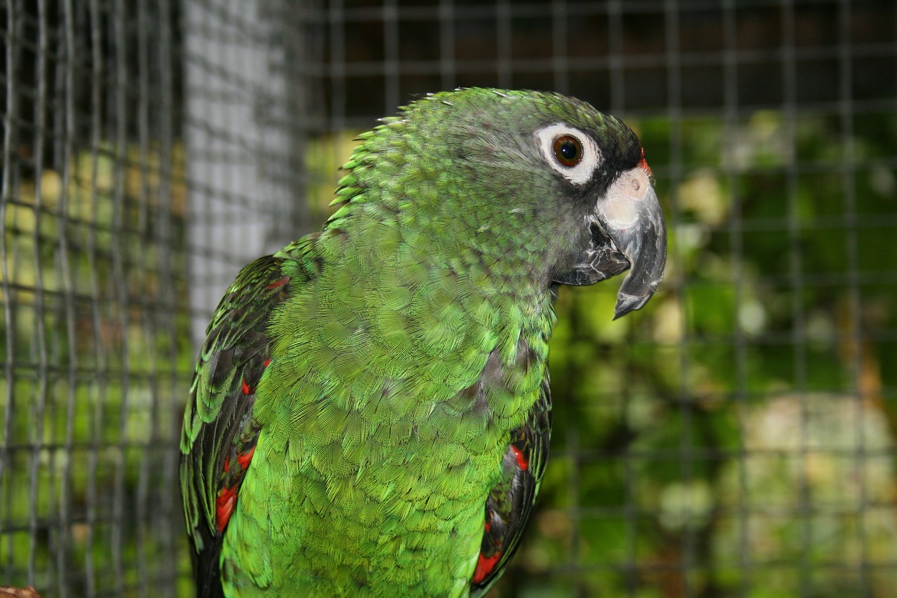 jardine's parrot  bird  parrot free photo