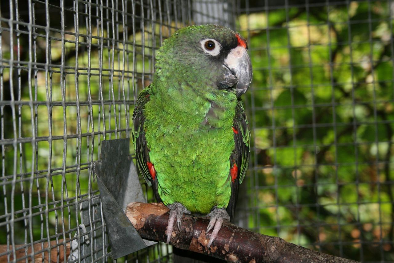 jardine's parrot  bird  parrot free photo