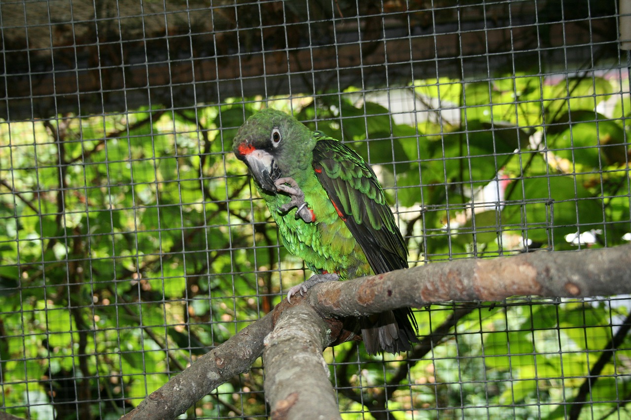 jardine's parrot  bird  parrot free photo