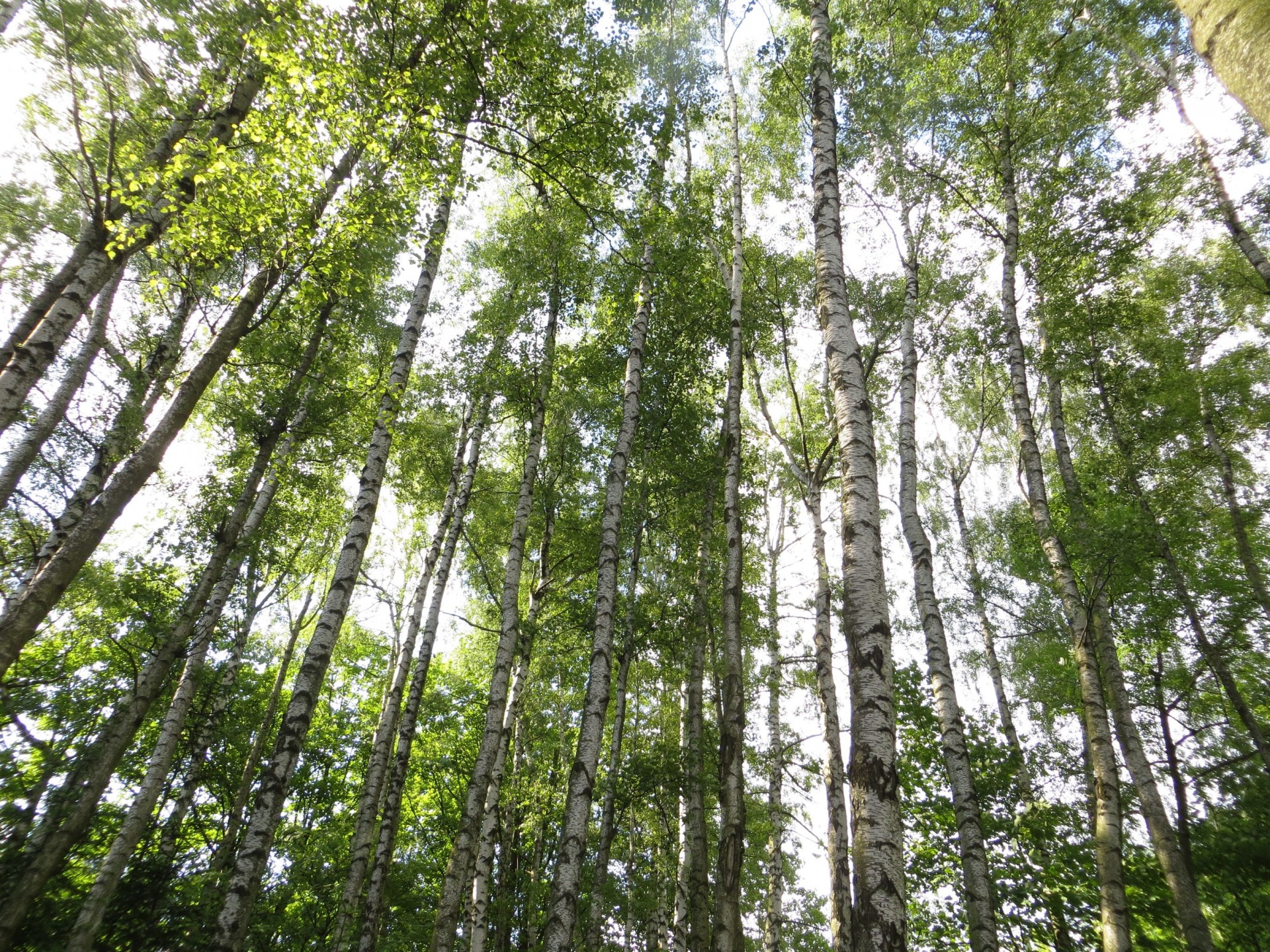 birch forest trees spring birch free photo