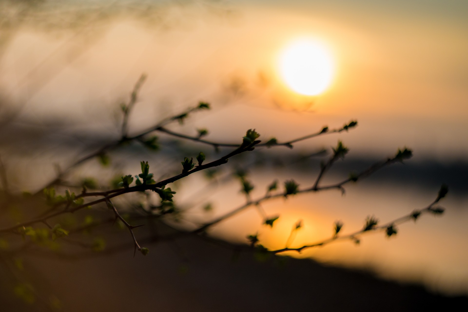 spring flowers leaves free photo