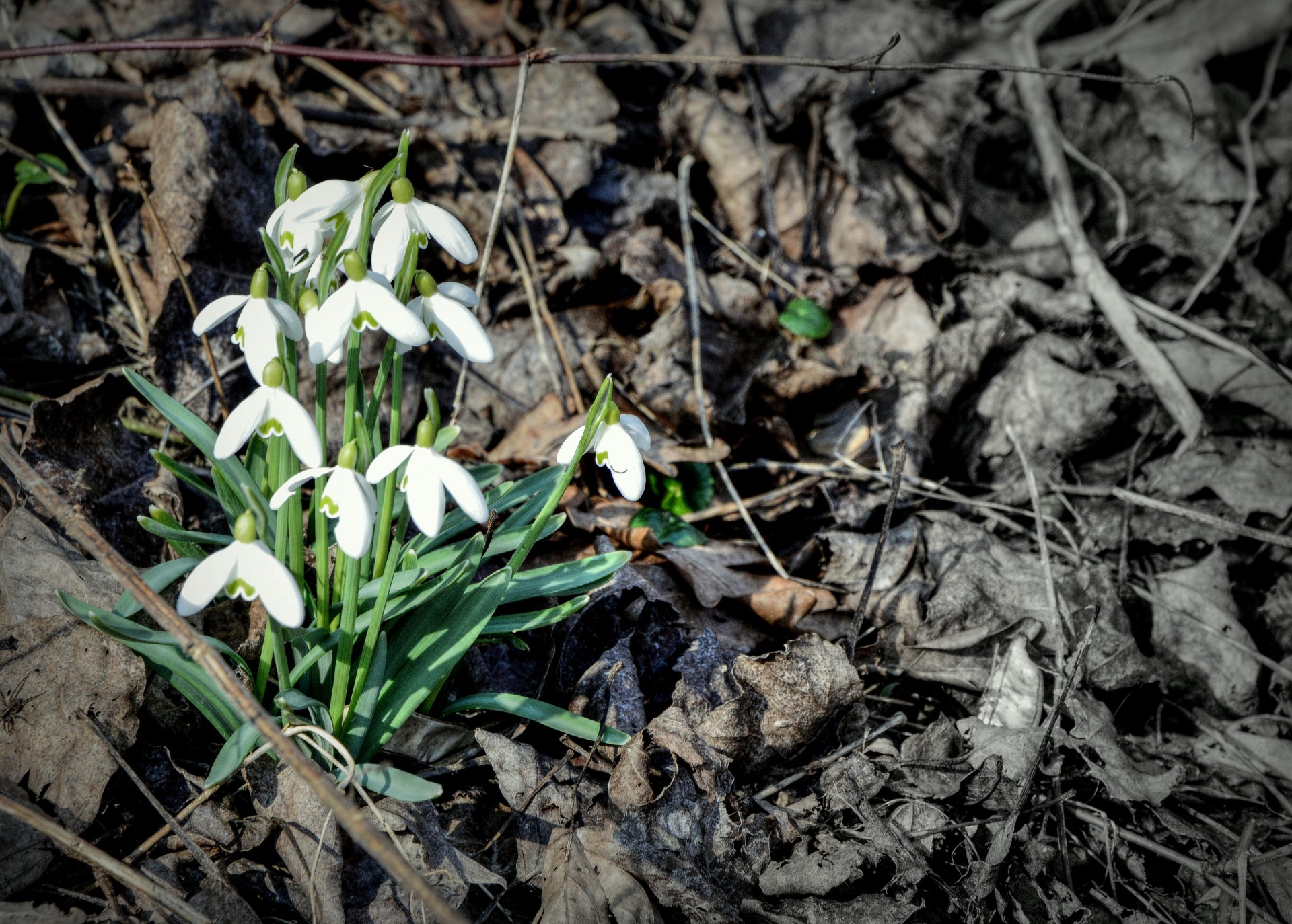 forest snowdrops flower free photo