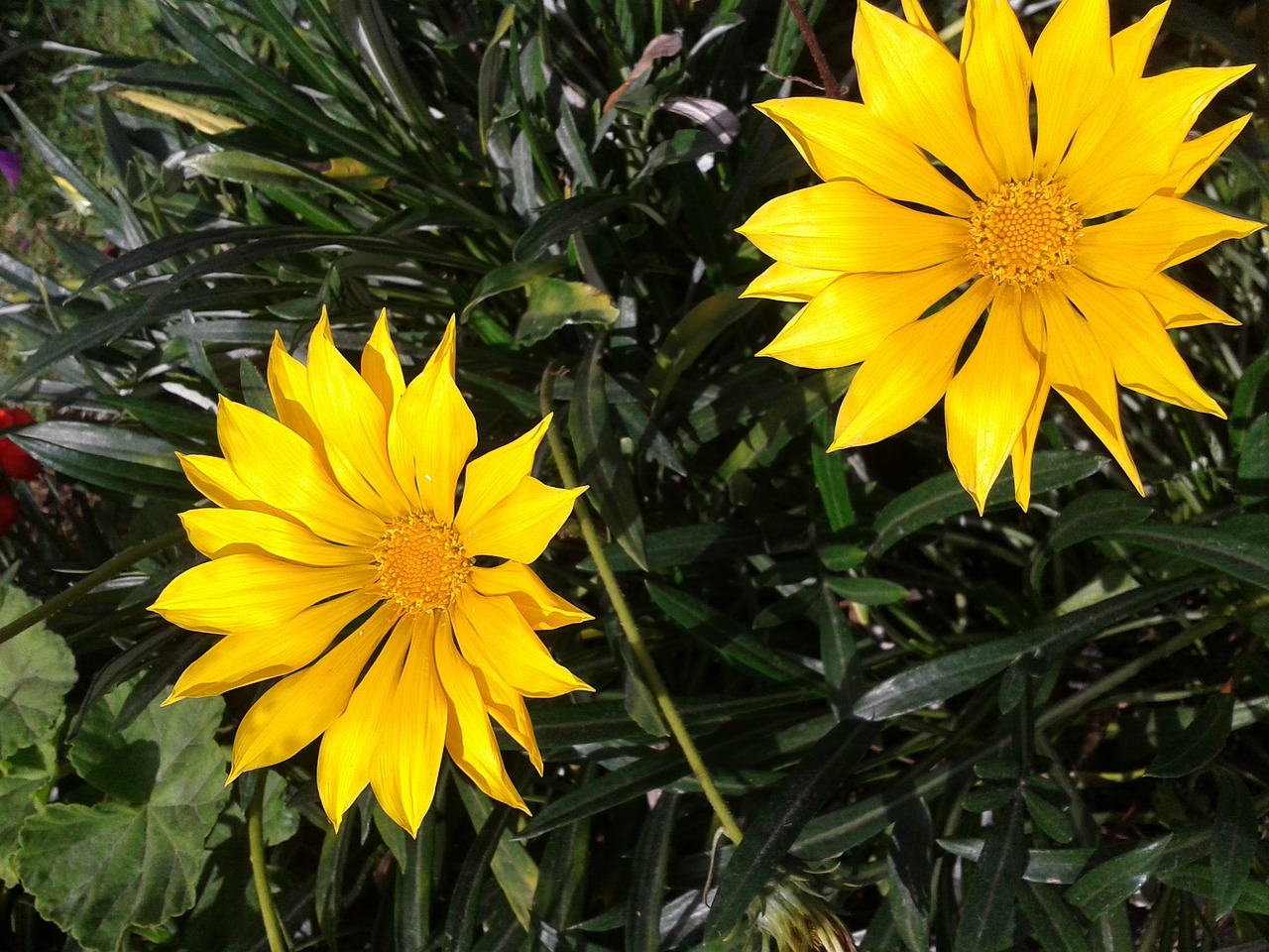 gazania flower yellow free photo