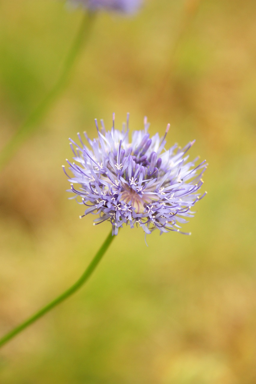 jasieniec sand flower field free photo