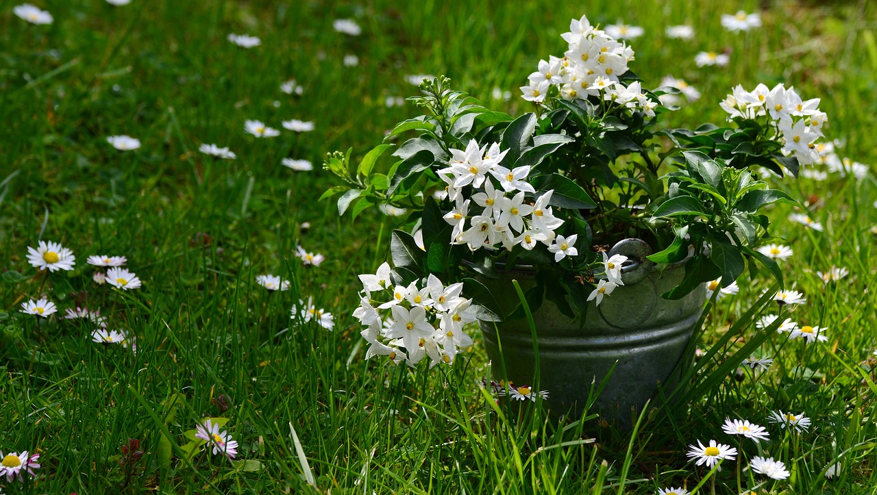jasmin solanum jasminoides meadow free photo