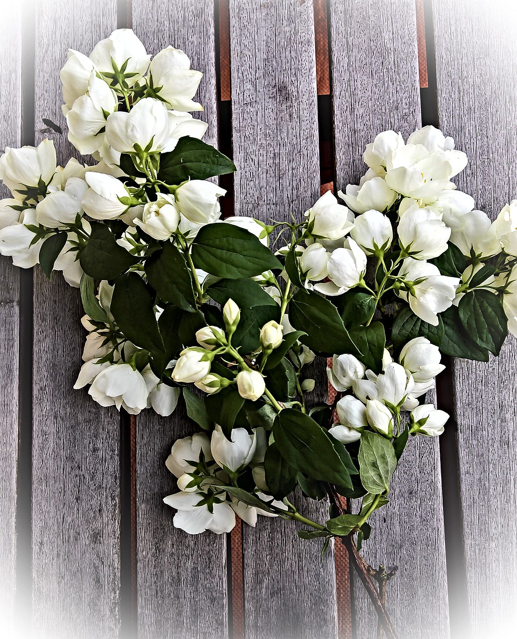 jasmin flowers bouquet free photo