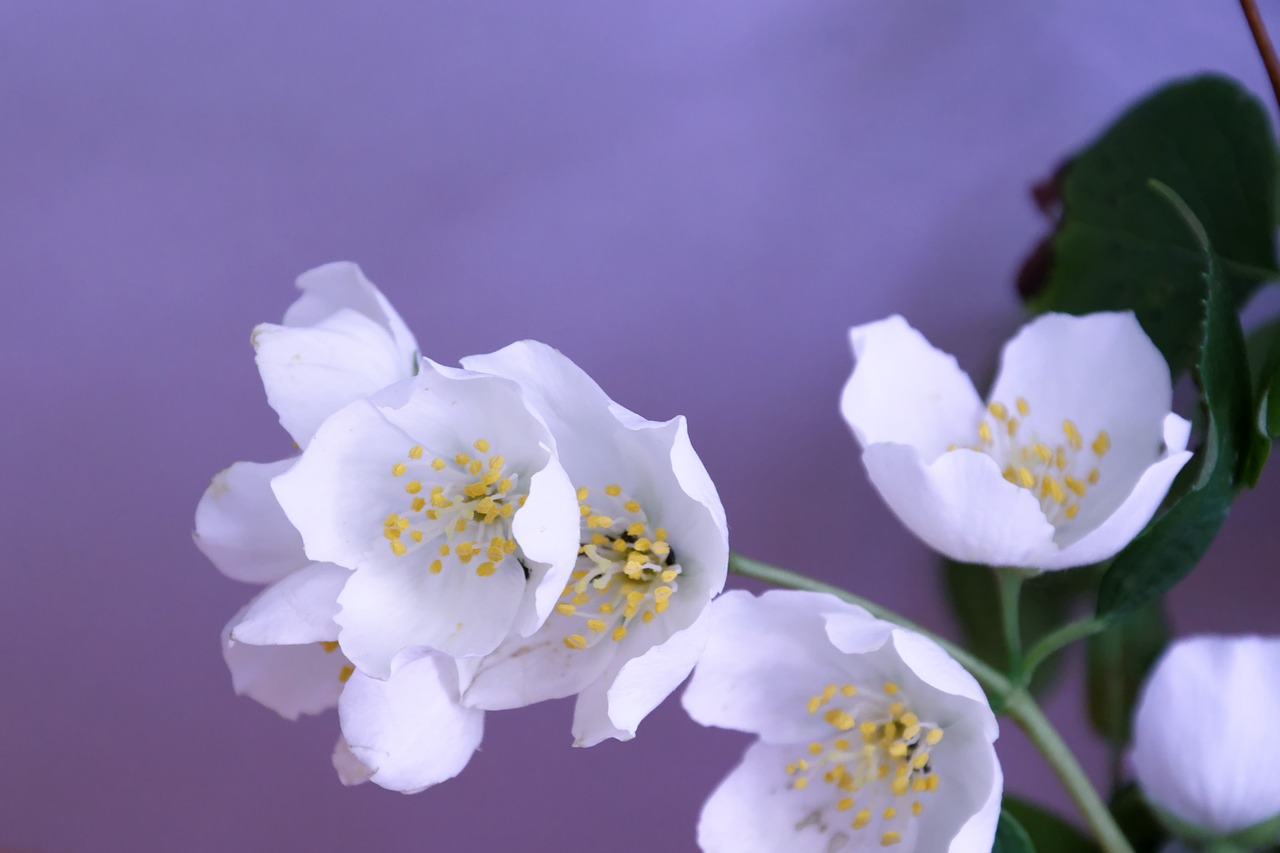 jasmin flower blossom free photo