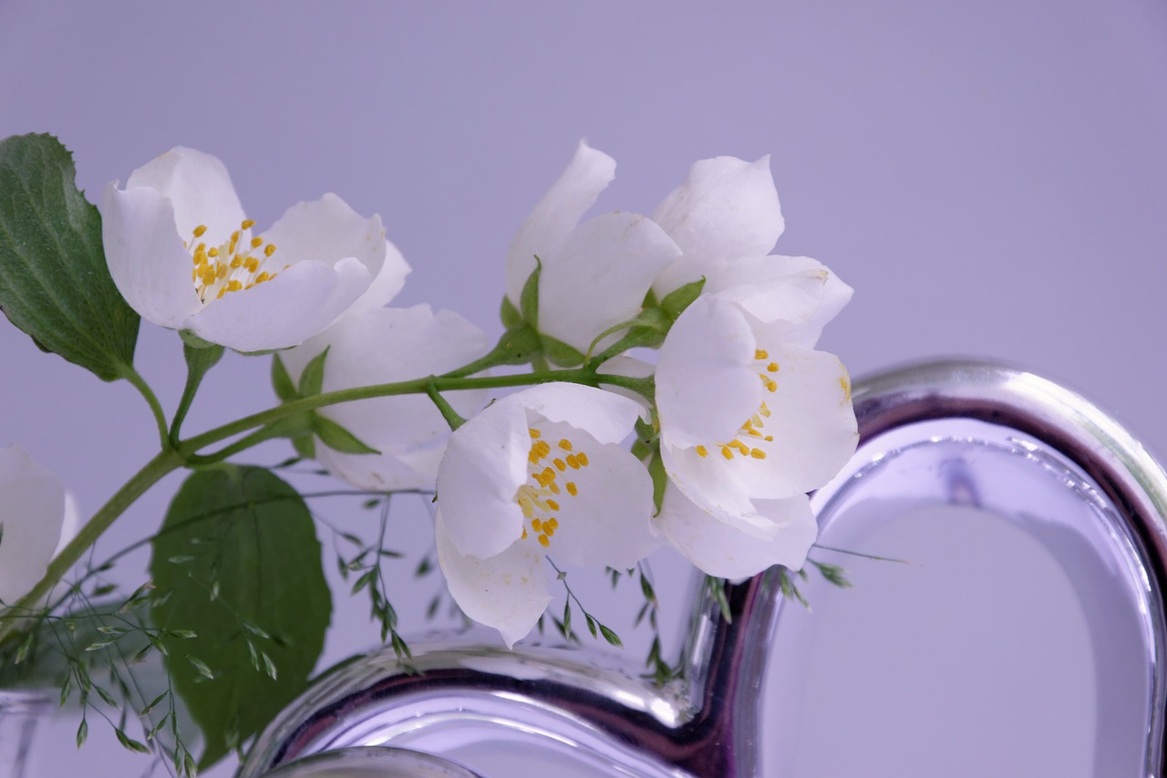 jasmin flower blossom free photo