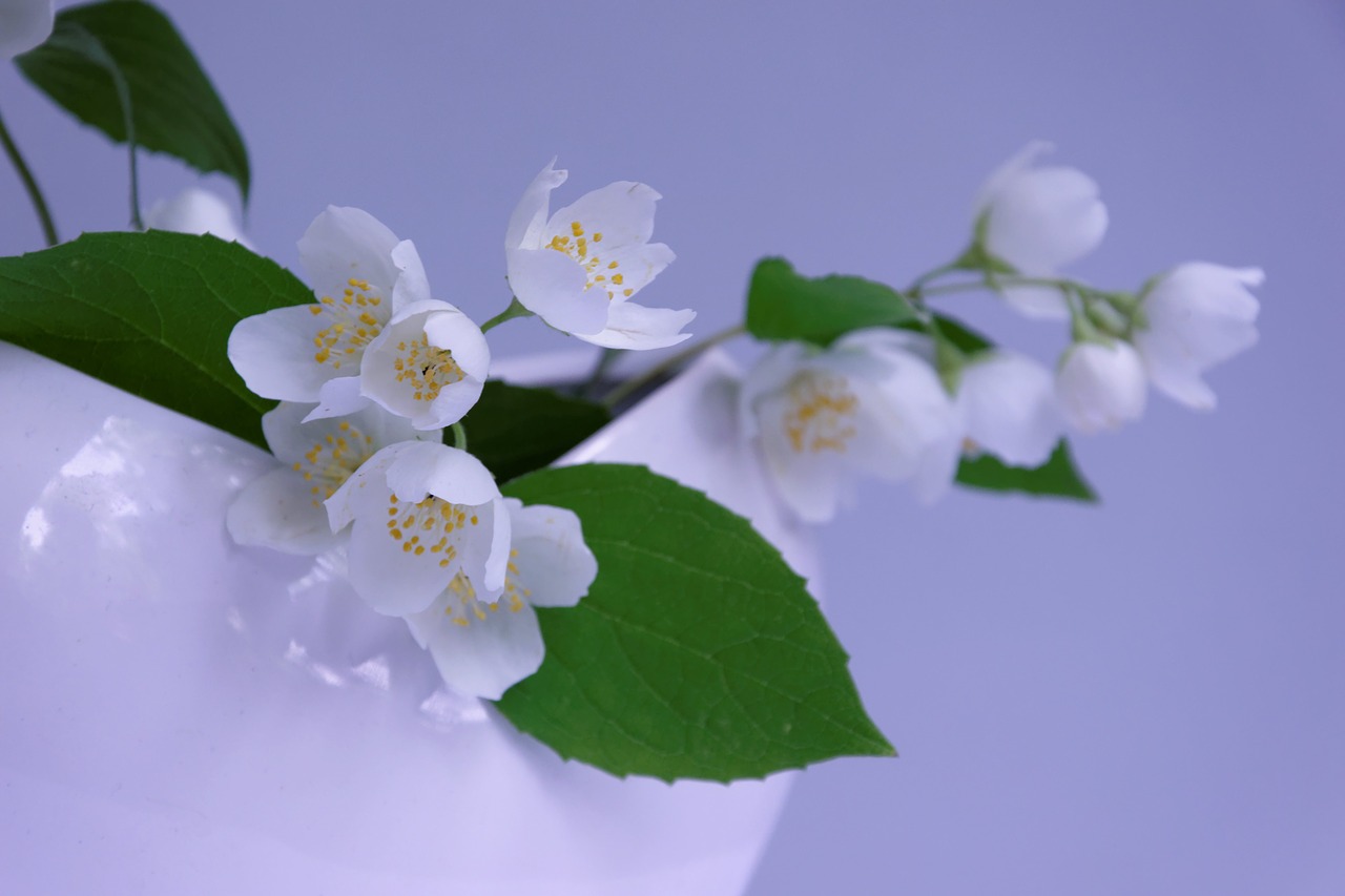 jasmin branch fragrance free photo