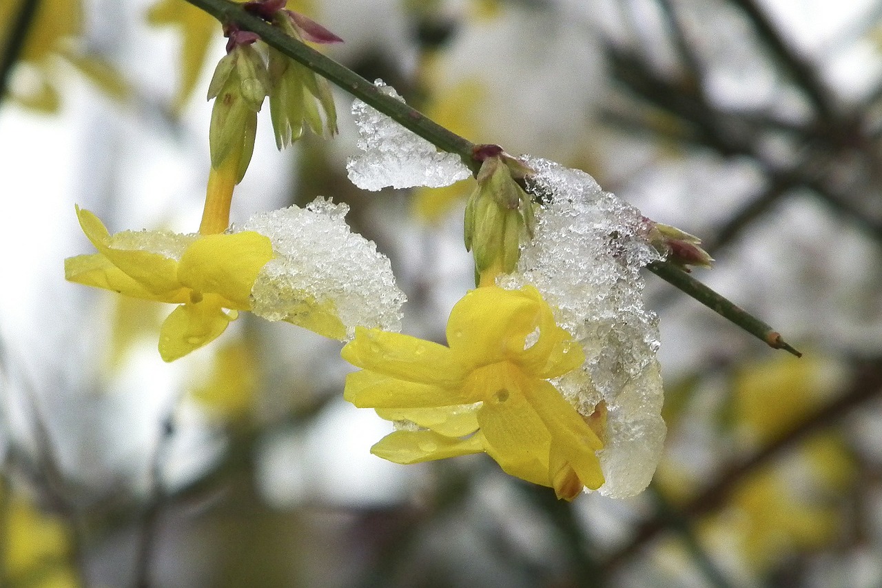 jasmin winter ice free photo