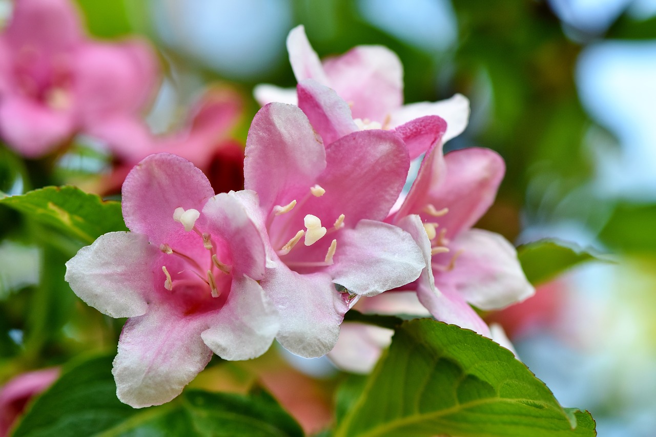 jasmin  jasmine flower  mock orange free photo