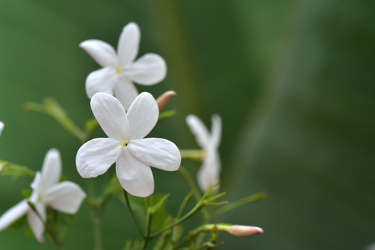 jasmin  jasmine flower  flower free photo