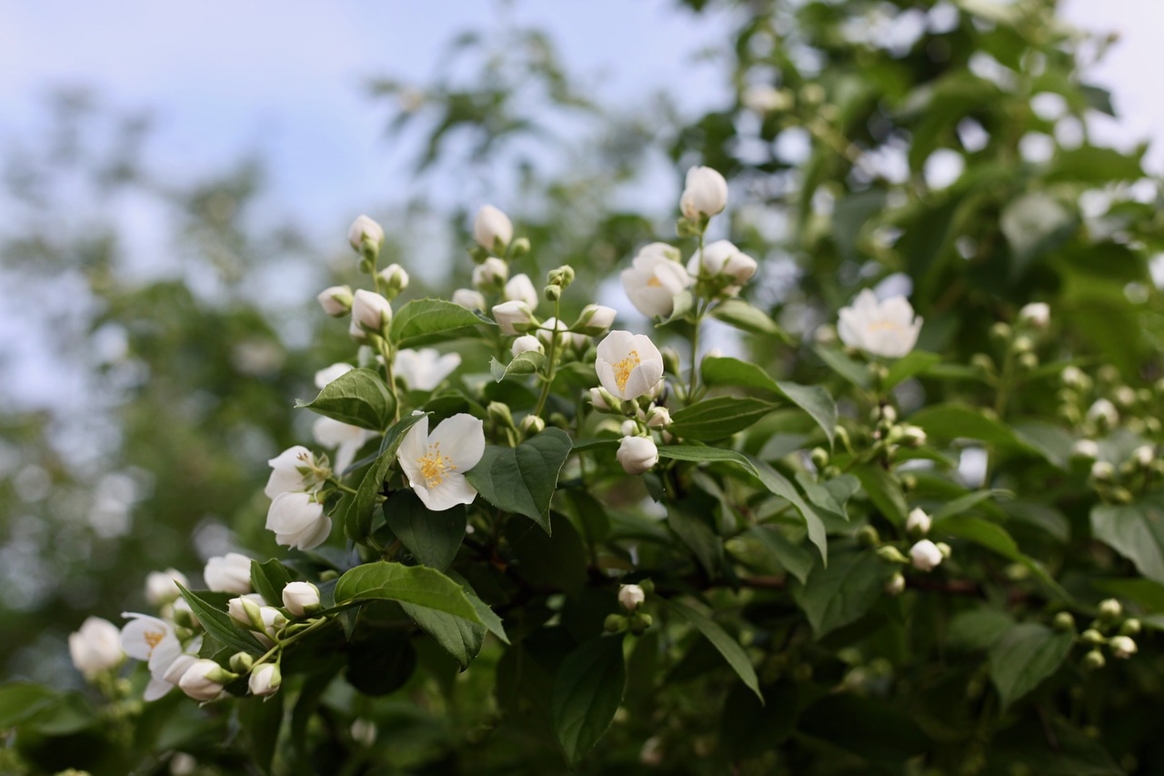 jasmin  white jasmine  jasmine blossom free photo