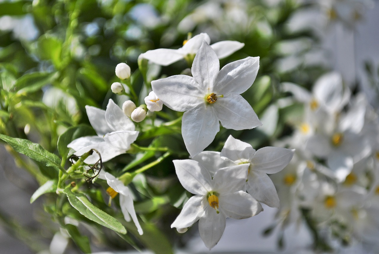 jasmin  flower  blossom free photo