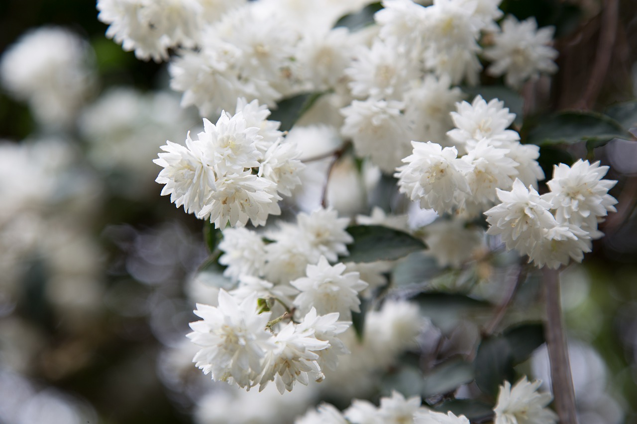 jasmin  blossom  bloom free photo